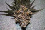 Cannabis Family Seeds Golden Torch