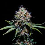 Cannabis Family Seeds Hungry Horse