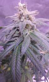 Cannabis Family Seeds Lateralis