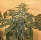 Cannarado Genetics Sweet Bread