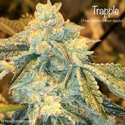 Trapple (Cannarado Genetics) :: Cannabis Strain Info