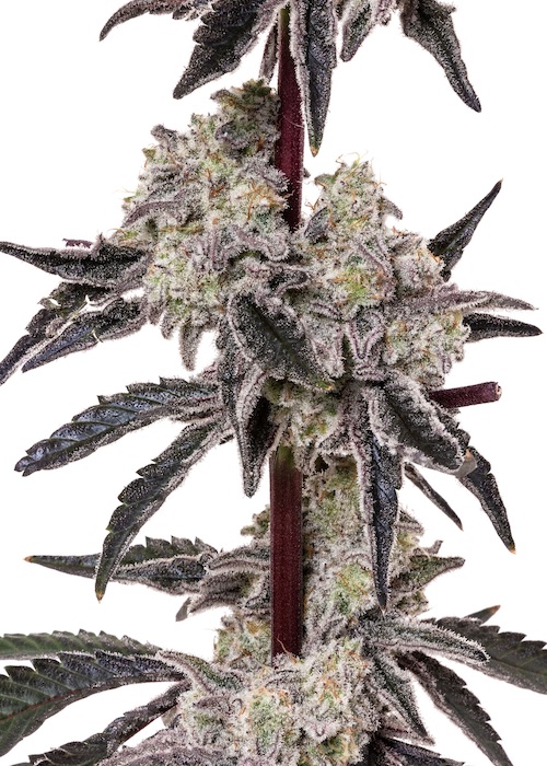 GMO Cookies Cannabis Strain x Purple Punch – Indica – by West Coast Treez