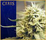 Ceres Seeds Ceres Kush