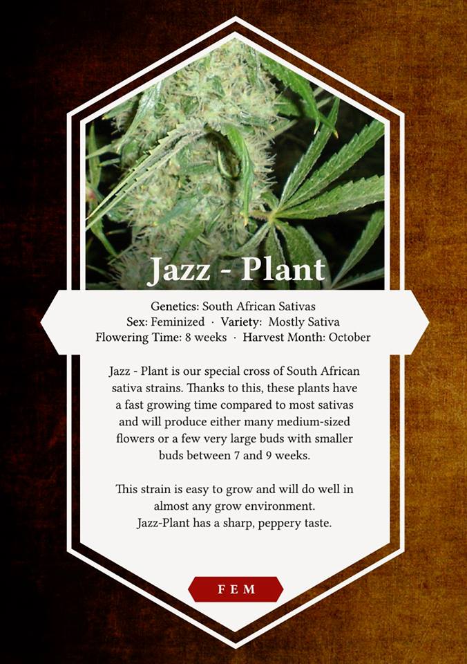 Jazz Plant :: Cannabis Strain Info