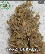 Coastal Seed Co Swazi Burmese