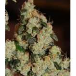 Connoisseur Genetics East Coast Sour Diesel Haze