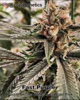 Copa Genetics Fast Purple