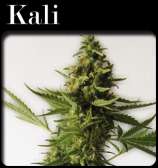 CopyCat Seeds Kali