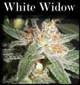 CopyCat Seeds White Widow