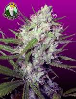 Crop King Seeds Dark Angel