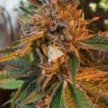 Cult Classics Seeds Kurple Fantasy