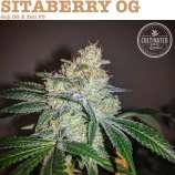 Cultivated Choice Genetics SitaBerry OG