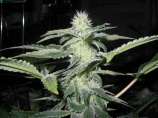 DNA Genetics Seeds Sharksbreath