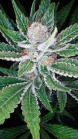 DNA Genetics Seeds SleeStack