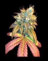 DNA Genetics Seeds Sour Secret