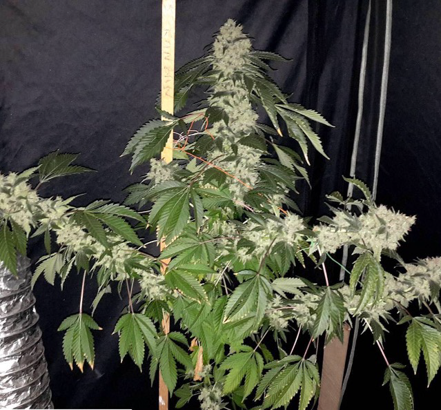 Flavour Chasers – Stardawg Feminised Cannabis Seeds – StrainSupermarket.com