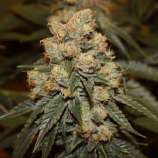 Dark Horse Genetics Gamma Berry