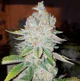 Dark Horse Genetics L.A. Sunshine