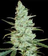 Delicious Seeds Critical Jack Herer