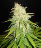 Delicious Seeds Critical Yumbolt