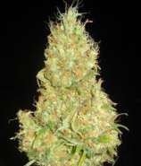 Delicious Seeds Fruity Chronic Juice