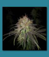 Dirt Farmer Genetics Purple Tears