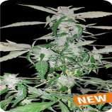 Dispensario Seeds Auto Island Diesel