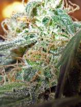 Dizzy Duck Seeds Chocolope-Skunkberry