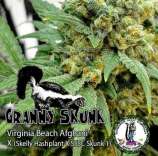 Dominion Seed Company Granny Skunk