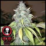 Domus Seeds Alien Chocolate Express