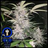 Domus Seeds Auto Bruce Banner