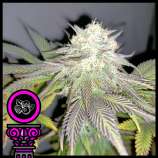 Domus Seeds Tropicana Purple Cookies