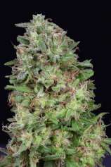 Don Avalanche Seeds Don White Widow
