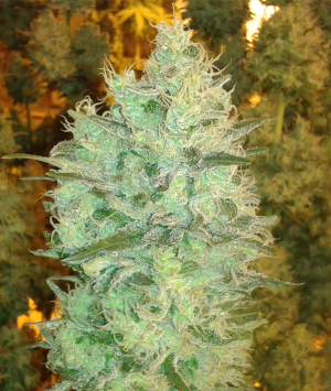 Amnesia DP (Dopamine Seeds) :: Cannabis Strain Info