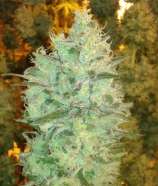 Dopamine Seeds Amnesia DP