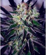 Dopamine Seeds Bubba Black