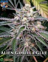 Dr. Blaze Alien Gorilla Glue