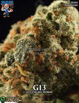 Dr. Blaze G13