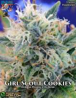 Dr. Blaze Girl Scout Cookies
