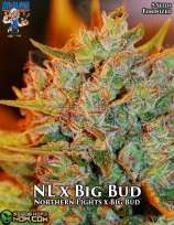 Dr. Blaze Northern Lights x Big Bud