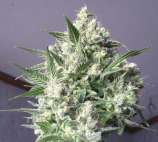 Dr. Greenthumb Millennium Bud