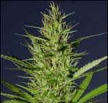 Dr. Hemps Seeds La Luna