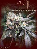 Duppy Sensi Genetics Gelato 33  S5