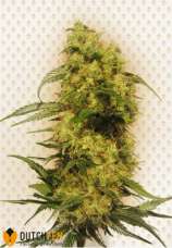 DutchFem Doctor Diesel