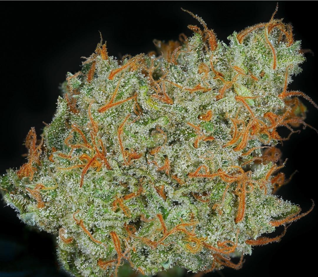 Supa Durban (Dynasty Seeds) :: Cannabis Strain Info