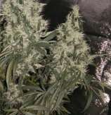 Earth Seeds Psychedelic Amnesia