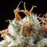 Elemental Seeds Grizzly Kush
