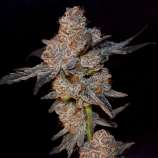 Elev8 Seeds Frosty Kong