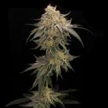 Elev8 Seeds Golden Kong