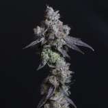 Elev8 Seeds Lady Kush